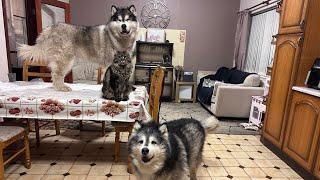 The Pets See Their New Home For The First Time And Teddy Goes Crazy! (They’re So Happy!!)