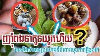 ញ៉ាំ​ពង​ទា​កូន​យូរហើយ​មាន​ដឹងថា​មាន​ប្រយោជន៍​ចំពោះ​សុខភាព​អ្វីខ្លះ​អត់?