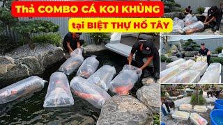 Thả 12 em CÁ KOI NHẬT KHỦNG tại BIỆT THỰ HỒ TÂY