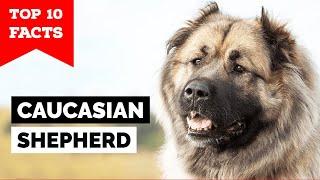 Caucasian Shepherd Dog - Top 10 Facts