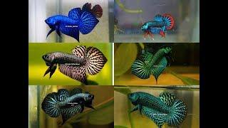 Wild betta Compilation of the most beautiful types by Franksbettas