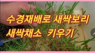 초보자도 쉽게 할 수 있는 수경재배 새싹보리, 새싹 채소 재배법/How to grow sprouted barley with hydroponics(농사의신)