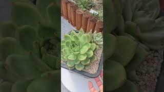 #금화다육 #다육식물 #수입전문 #최저가판매  금화도 달려보겟습니다.라이브방송 기대해주세요^^