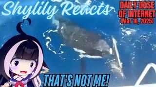 Shylily Reacts to Daily Dose of Internet: The Craziest Animal Encounters (Mar 10, 2025)