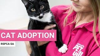 RSPCA South Australia | Thinking about adopting a cat?