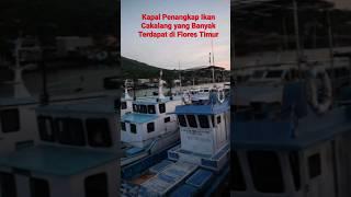 Kapal Penangkap Ikan Cakalang di Flores Timur