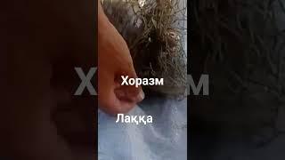 Дарё лаққаси