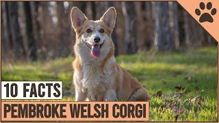 Pembroke Welsh Corgi - Top 10 Facts | Dog World