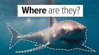 Where have all the Great Whites gone? (A South African Shark Expedition)