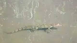 krokodil - cocodril - crocodile