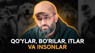 Qo'ylar, bo'rilar, itlar va insonlar | IBRATLI HIKOYA | @AbdukarimMirzayev2002 #hikoya