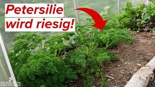 So wird deine Petersilie riesig [deutlich mehr ernten mit diesen Tricks]