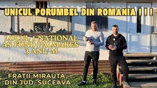 Acasa la FRATII MIRAUTA - UNICUL PORUMBEL DIN ROMANIA - Locul 1 National As Fond Palmares 3 ani 2024