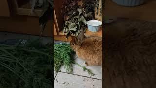 Зайка Соня очень любит укроп,;) #кролик #кролики #pets #pet #animals  #bunny #rabbit #rabbits