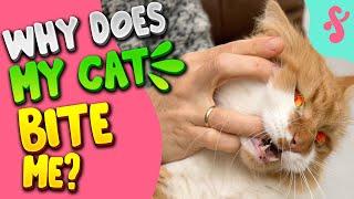 🩸 Why Does My Cat Bite Me? | Furry Feline Facts