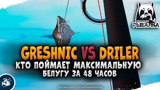 Русская Рыбалка 4 — GRE sh NIC vs Driler. Максимальная Белуга за 48 часов