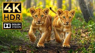 WILD ANIMALS 4K HDR | with Attractive Cinematic Sounds (Colorful Animal Life)