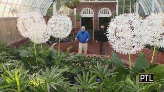 Spring Flower Show Blooming At Phipps Conservatory