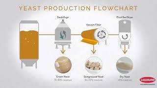 Lallemand Baking: The Art of Fermentation video