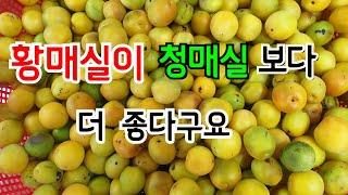 황매실이 이렇게 효능이 좋은줄 알았으면 청매실 은 멀리합니
