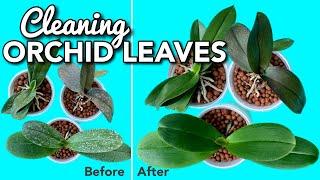 MY CHEAP AND EASY WAY TO CLEAN PHALAENOPSIS ORCHID LEAVES - PHILIPPINES | ORCHIDS FOR VALENTINES