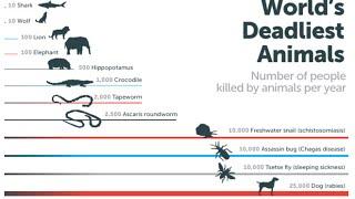 Who kills most humans?-The answer may surprise you !!!