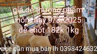 Giá dê thương phẩm hôm nay 9/3/2025 tại Tân Phú Đồng Nai