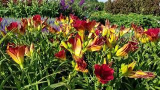 Hemerocallis Red Hot Returns