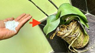 You Will No More Worry When Restoring Any Orchid With Wrinkled Leaves And Damaged Roots