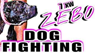 Dog Fights - History Big champion ZEBO 7xw #dogfight #pitbulls #dogfighting