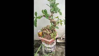 lộc vừng hoa đỏ già thân đẹp giá rẻ gl ae yêu thương. lh. 0961.226277#locvung #locvungbonsai #bonsai