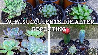 Why Succulents Die After Repotting- 6 Main Reasons