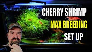 how to setup a cherry shrimp tank for begginers