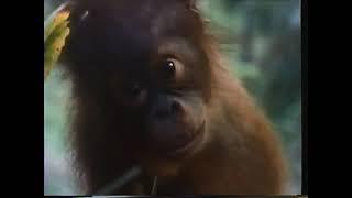 National Geographic Special, Search for the Great Apes (1975)