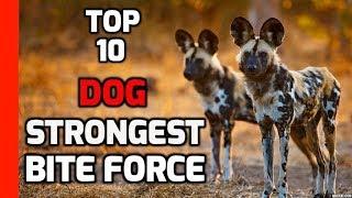Top 10 Dogs with Strongest Bite Force