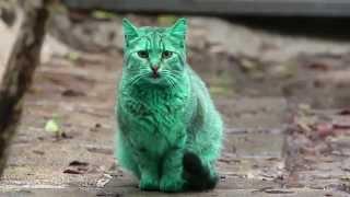 Feline a little green! Meet the GREEN cat of Bulgaria