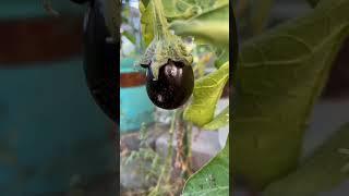 Finally Got Eggplants #BackyardGarden #EdibleGarden 