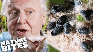 David Attenborough Discovers MUMMIFIED Bugs and More Plant Horrors! | Nature Bites