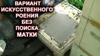 Искусственное роение без поиска матки (вариант).