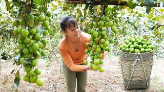 Harvesting Sour Apples Goes to market sell - Take care ducks and pigs | Phuong Daily Harvesting