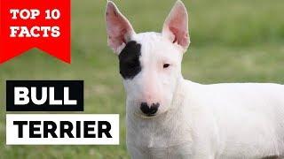 Bull Terrier – Top 10 Facts (Cavalier Gladiator)