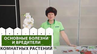 Болезни и вредители комнатных растений