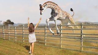 20 ¡Momentos increíbles en los que los animales se reúnen con sus dueños después de años!