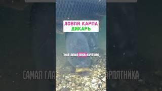 Как ловить МНОГО карпа и сазана на дикаре? #карпфишинг