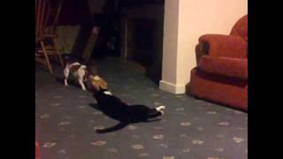 Cat and dog playing