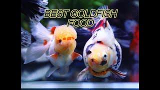 BEST GOLDFISH FOOD