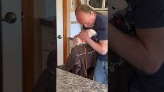 Putting Barney’s harness on, what a good boy! #barneythewestcoastcockatoo #theaviatorharness