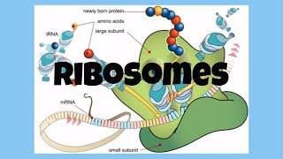 The Cell-Ribosomes