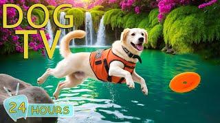 DOG TV for Dogs to Watch: Stress-Free & Anti-Boredom Solution for Dogs a Alone - Best Music for Dogs
