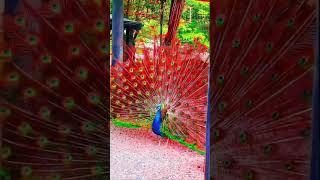 Beautiful peacock #peacock #beauty #birds #viral #shorts